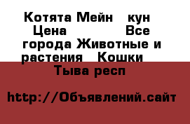 Котята Мейн - кун › Цена ­ 19 000 - Все города Животные и растения » Кошки   . Тыва респ.